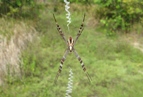 St.Andrews Cross spider - Australia