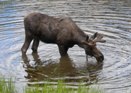 Moose, Rocky Mountains, Colorado