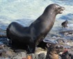 Sea Lion - Galapagos EC