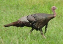 Wild Turkey - Tennessee