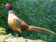 Pheasant - England