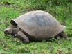 Galapagos Giant Tortoise