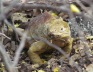 Galapagos Land Iguana - EC