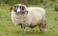 Ram - Isle of Skye Scotland