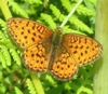 Lesser Marbled Fritillary - Sweden