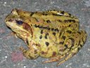 Toad - Sweden