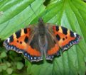 Small Tortoise Shell - Sweden