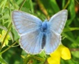 Amanda's Blue - Sweden