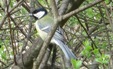 Great Tit - Sweden