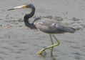 Tricolor heron - Florida 