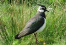 Lapwing - Scotland